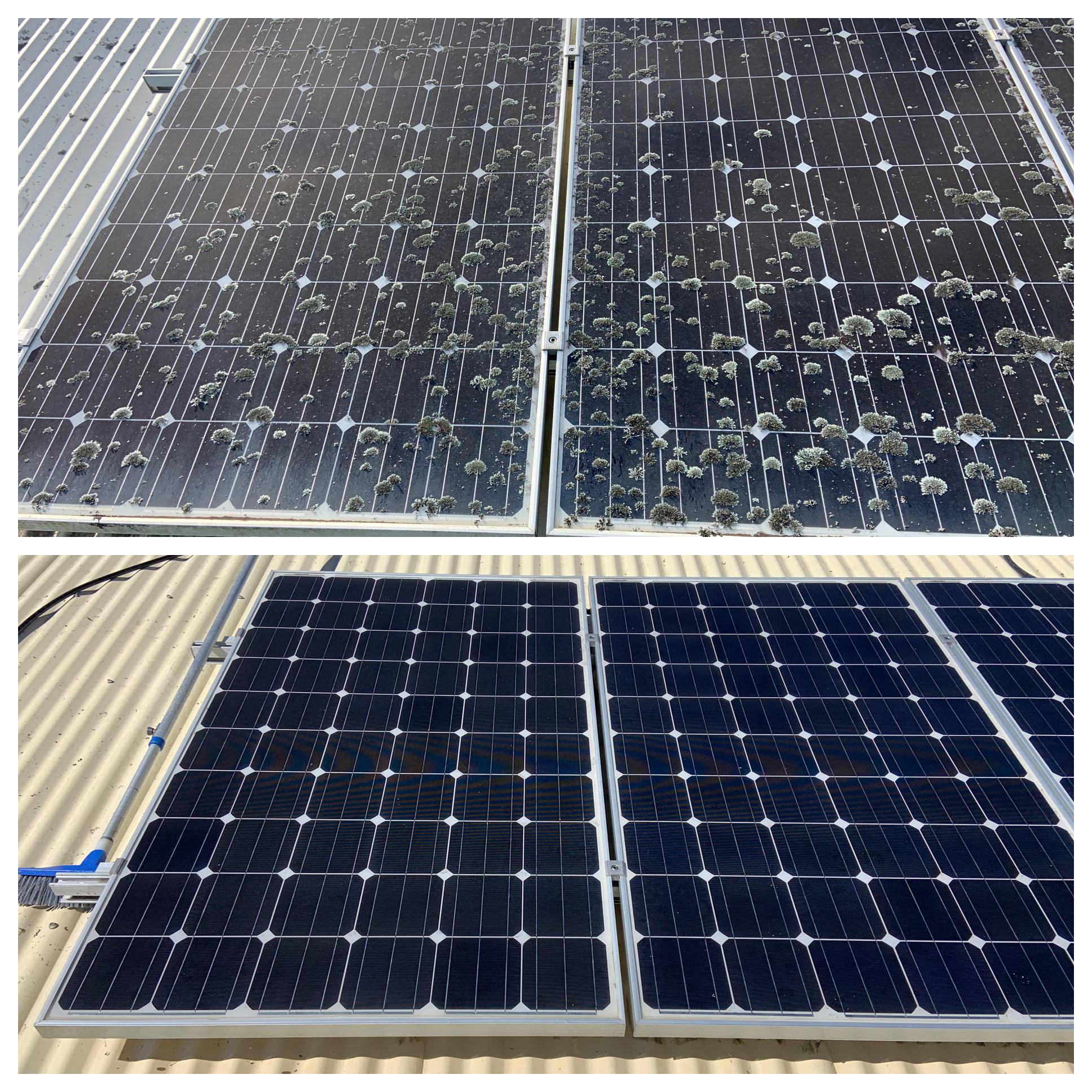 Two sets of solar panels on a roof; the top set is covered with dirt and lichen, while the bottom set is spotless after Solar Panel Cleaning.