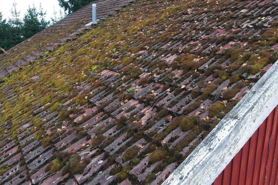 Heavy lichen and moss growth on a residential roof indicating the need for professional cleaning.